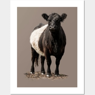 Belted Galloway Cow Posters and Art